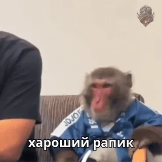 🦧 @freeirbonus whatsapp stickers