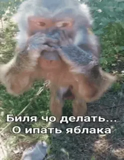 🌟 83279ac6 Биля чо делать...О ипать яблока aap, dier, meme, grappig, tekst, primaat telegram sticker
