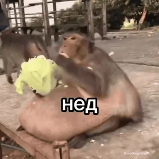 😜 855e2780 нед aap, eten, dier, salade, grappig telegram sticker