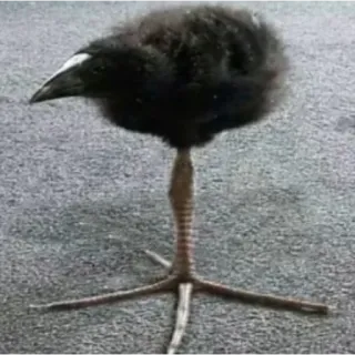 🪿 865b8685 vogel, dier, vogelachtig, wildlife, natuur, vogelpoten telegram sticker