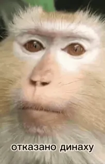 😁 9476aa40 отказано динаху aap, mensaap, dier, meme, grappig telegram sticker