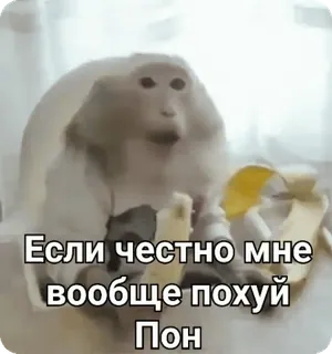 😐 9bb0773e Если честно мне вообще похуй Пон aap, banaan, grappig, meme, dier telegram sticker