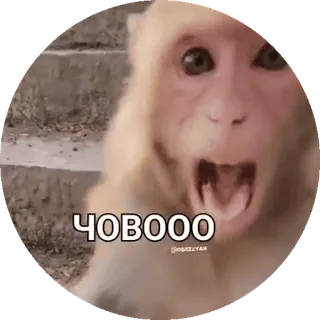 🌟 c3cfd58c ЧOBOOO aap, schreeuw, meme, russisch, dier telegram sticker
