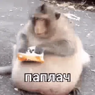 🌟 cd01909f паплач aap, eten, russisch, dier, meme telegram sticker