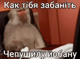 🌟 e6416a76 Как тібя забаніть Чепушилу йобану aap, aanstootgevend, meme, baviaan telegram sticker