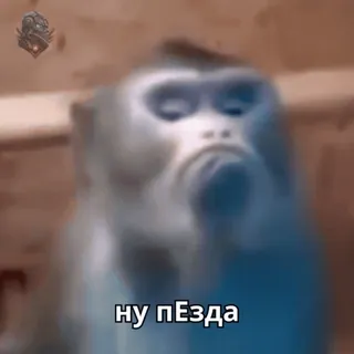 😕 ff768e31 НУ ПЕЗДА aap, aanstootgevend, scheldwoord, aap, meme, dier telegram sticker