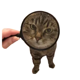 🔎 19f18868 猫, 虫眼鏡, 動物, ペット, 見ている, 面白い, キジトラ whatsapp sticker