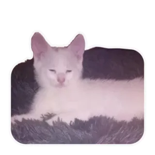 😑 1b97f3d7 猫, ペット, 動物, 白猫, 家畜, ネコ科 whatsapp sticker