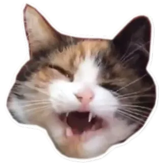😫 22cd39ab 猫, 動物, ミーム, 面白い, ペット, 笑い whatsapp sticker