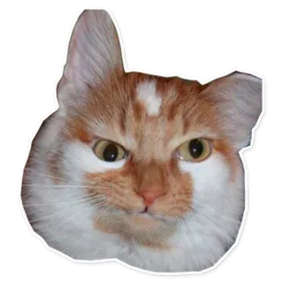 👹 3f90dd0a 猫, 怒り, ペット, 動物, ミーム, 面白い whatsapp sticker