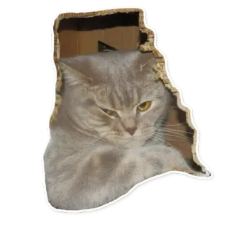 🐻 4b615c0c 猫, 動物, ペット, 可愛い, 面白い, 箱 whatsapp sticker