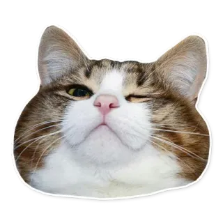 😉 4f92ce92 猫, ペット, 動物, かわいい, 家庭用, ネコ科, 子猫, ウインク whatsapp sticker