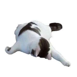 😪 503e9566 猫, 動物, ペット, ネコ科, 横たわっている, 家畜 whatsapp sticker