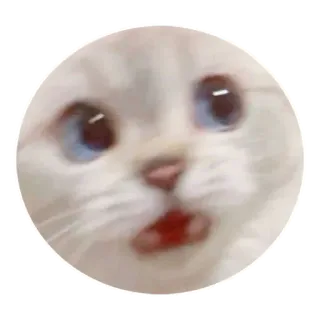😧 6e49654d 猫, ミーム, びっくり, 可愛い, 動物, 驚き whatsapp sticker