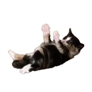 👶 8110db4a 猫, 子猫, かわいい, 動物, ペット, 遊び好き whatsapp sticker