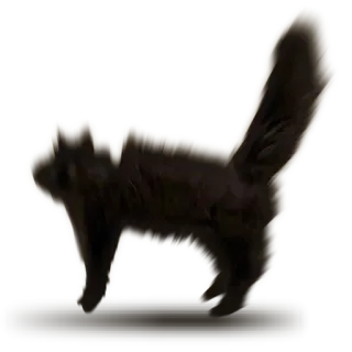 🙀 971ec3f5 猫, 動物, 黒猫, ペット, ネコ科, 家畜 whatsapp sticker