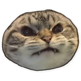 😡 bdc8e16b 猫, 怒り, 面白い, ミーム, ステッカー, 動物, ペット, 飼い猫 whatsapp sticker