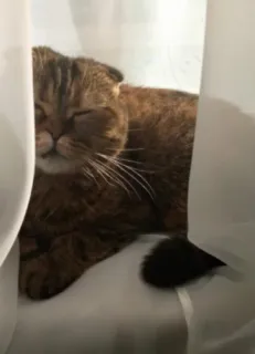 🌞 01485bbe 고양이, 갈색 고양이, 애완 동물, 동물, 수면, 커튼 telegram sticker