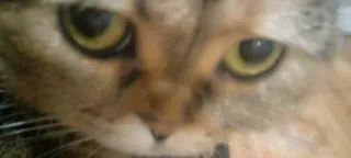 😳 0714cc05 고양이, 동물, 애완동물, 고양이과, 얼굴, 눈 telegram sticker