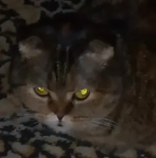 😡 09fef7b1 고양이, 동물, 집고양이, 애완동물, 고양이과, 눈 telegram sticker