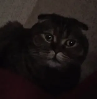 👀 09fff202 고양이, 동물, 애완동물, 고양이과 telegram sticker