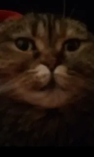 😐 10fd327e 고양이, 고양이과, 동물, 애완동물 telegram sticker