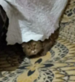 🗿 34164c25 고양이, 새끼 고양이, 동물, 귀여운, 애완 동물, 반려 동물 telegram sticker