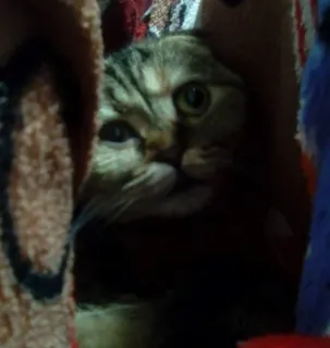 🏠 3c8eea87 고양이, 애완동물, 동물, 귀여운 telegram sticker