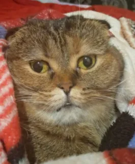 😐 3f2c0f69 고양이, 동물, 애완동물, 집고양이, 포유류, 인물 사진, 귀여운 telegram sticker