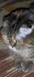 😐 48b661e7 고양이, 동물, 애완, 애완동물 telegram sticker