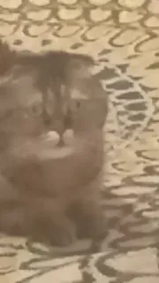 🗿 4a8137ee 고양이, 동물, 애완동물, 고양이과 telegram sticker