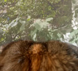 🐈 52dffd53 고양이, 동물, 애완동물, 털, 얼룩 고양이, 가축 telegram sticker