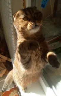 🎪 6a7b9383 고양이, 새끼 고양이, 동물, 애완 동물, 귀여운, 스코티시 폴드 telegram sticker