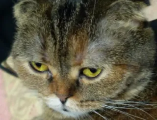 ❓ 7518a300 고양이, 동물, 애완동물, 가축, 집고양이 telegram sticker