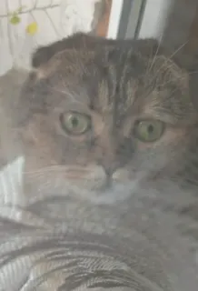 👀 7f0cb629 고양이, 애완동물, 동물, 고양이과 telegram sticker