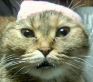 😱 82c2228f 고양이, 동물, 귀여운, 모자, 애완 동물, 새끼 고양이 telegram sticker