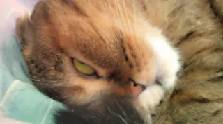 👁 909ba1d8 고양이, 애완동물, 동물, 집고양이, 얼룩 고양이 telegram sticker