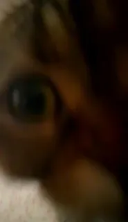 👀 9609f0ea 고양이, 동물, 눈, 애완 동물 telegram sticker