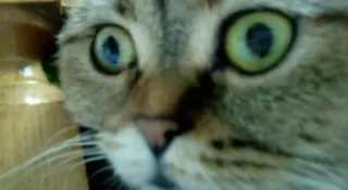 😶 afd22707 고양이, 클로즈업, 동물, 집고양이, 애완동물 telegram sticker