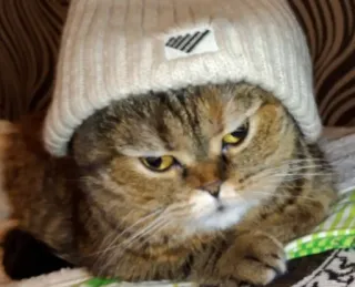 😞 ba0eeee2 고양이, 동물, 모자, 귀여운, 애완동물 telegram sticker