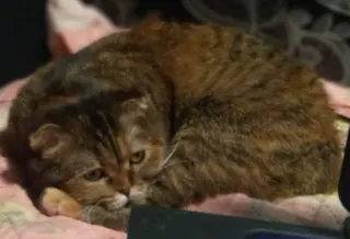 😒 c0df1005 고양이, 동물, 애완동물, 고양이과, 집고양이, 얼룩 고양이 telegram sticker