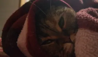 💤 c1890cee 고양이, 담요, 동물, 애완동물, 귀여운 telegram sticker