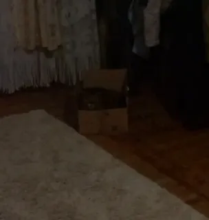 🥡 c6590329 telegram sticker