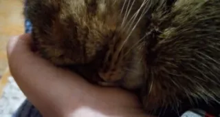 💤 d7228e22 고양이, 애완동물, 동물, 집고양이, 손 telegram sticker