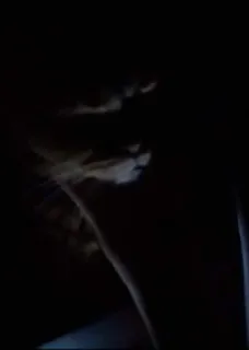 👻 e53980ad telegram sticker