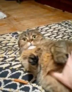 😐 edc34522 고양이, 애완동물, 동물, 가축, 고양이과 telegram sticker