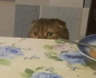 Мемы с @FufaCat telegram stickers