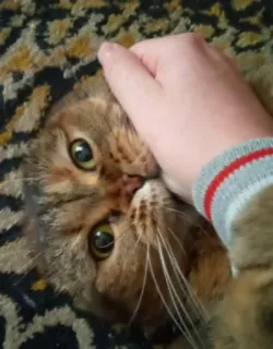 🤗 f04a3c26 고양이, 애완 동물, 동물, 손, 집고양이, 얼룩 고양이 telegram sticker