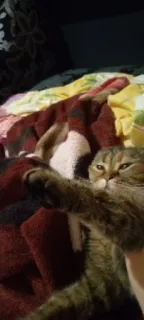 🇩🇪 f298701e 고양이, 동물, 애완동물, 새끼 고양이 telegram sticker