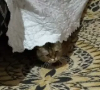 🤨 f96974f2 고양이, 애완동물, 동물, 새끼 고양이 telegram sticker